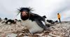 Falklands: Measures to minimize disturbance of penguin colonies