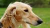 World Debut, Seven Wins: Tazy Dogs Triumph in Helsinki