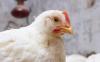Newcastle disease claims 70,545 more broilers in Poland
