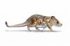 Chile: Scientists find 74-million-year-old mammal fossil