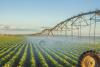 FORMER DEPUTY: MOLDOVA NEEDS A EUROPEAN MODEL OF AGRICULTURE