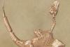 Science The Independent Bird-dinosaur species found with extremely ‘robust’ hands