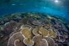 Five new coral species found as scientists ‘rewrite the family tree’