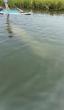 AP News: Scientists standing by to rescue rare manatee sighted in cold New England waters
