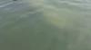 Scientists standing by to rescue rare manatee sighted in cold New England waters