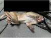 Cambodian Monkey, Destined for Research, Dies During Transport to Canada