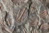 Scientists discover 74-million-year-old mammal fossil in Chile