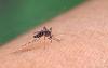 Timor-Leste takes on dengue with 8,000 specially bred mosquitoes