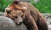 Researcher: Estonia's bear population hits all time record
