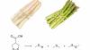 Does everyone's pee smell after eating asparagus? Here's the science behind it