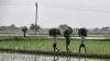Opening India’s agriculture to a free-for-all would have serious repercussions for the sector