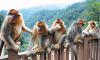 Creating digital ID for endangered monkeys, Chinese team offers world-first solution to wildlife conservation