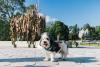 Helsinki unveils world’s first sightseeing route for dogs