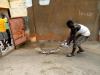 Hon. Bah condemns Banjul crocodile killing