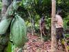 More sun needed to boost Ivory Coast's main cocoa crop, say farmers