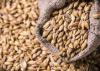 Kazakhstan is ready to increase barley supplies to Iran several times - Tokayev
