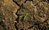 Weeds, plants, and coal — survival food as famine deepens in Sudan