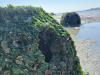 Meet the man crawling across Bayview mudflats at 5 a.m. — for science