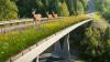 How Wildlife Crossings Are Saving Auto Insurance Companies Millions