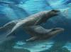 New species of "deceptively cute" ancient whale found on beach