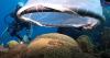 Scientists race to save reefs amid bleaching crisis