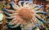 Scientists Find Answer to Sea Star Population Devastated by Pathogen Along the California Coast