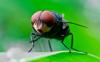 Science Katie Couric Media This Flesh-Eating Fly Is Making a Comeback
