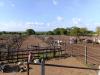 Cattle rustling, insecurity in the tri-border area of Burkina Faso, Cote d’Ivoire and Ghana