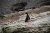 Peru’s Coastal Guano Birds Face Crisis as Population Drops over 75%, Scientists Say