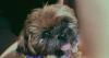 APAC pet insurance market to grow 14.6% through 2033