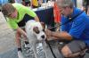 Monroeville area: Dog wash, electronics recycling, jazz festival, more