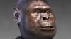Early Homo and Australopithecus Co-Existed in Ethiopia before 2.5 Million Years Ago