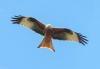 ‘Phenomenally successful’ wildlife project saves bird of prey from extinction