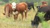 Idaho Cattle Association seeks donations for wildfire relief fund