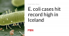 E. coli cases hit record high in Iceland