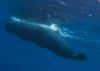 How scientists are using drones to study sperm whales