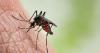 'Worrying' increase in infection spread by mosquitos among Londoners sparks holiday travel warning