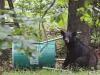Bears abundant in South Arkansas