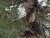 Arizona hunting guide gets prison time for “numerous and severe” list of violations in Colorado