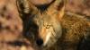 Arizona wildlife officials warn about sick or disoriented coyotes