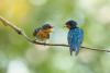 Scientists amazed to discover birds 'speak' in code – and it's the same one humans use