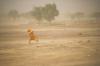 Scientists outline bold food system reforms to reverse global land degradation