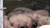 Agriculture Ministry Completes Humane Culling Of PRRS-Affected Pigs, Farmers Urged To Remain Vigilant