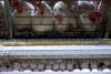 Saudi Arabia, Chile to resume poultry imports from Brazil, memos say