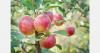 Estonia apple crop reduced by weather
