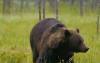Tallinn court revokes preliminary legal protection in bear hunting dispute