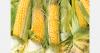 Hungary sweet corn harvest split north and south
