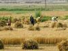 Govt urged to launch ‘clean’ agri loan framework