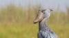 This deadly bird stuns scientists: Takes down crocodiles with ease