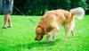 Researchers deploy pets to help eradicate pests wreaking havoc across US: 'Play a meaningful role in protecting agriculture'